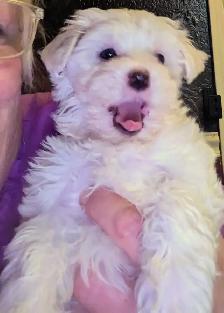 Pure Maltese Male - Photo 4