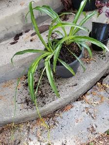 FREE - SPIDER PLANTS