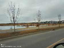 Room for Rent in Shared Legal Basement, in Homestead NE, Calgary - Photo 10