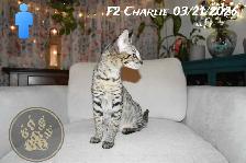 F2 Savannah kittens