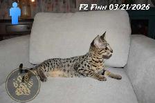 F2 Savannah kittens - Photo 3