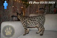 F2 Savannah kittens - Photo 4