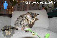 F2 Savannah kittens - Photo 5