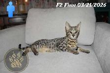 F2 Savannah kittens - Photo 7