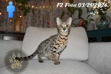 F2 Savannah kittens - Photo 8