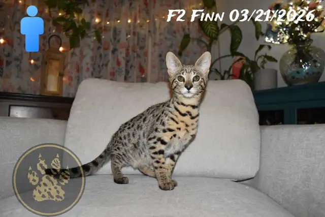 F2 Savannah kittens