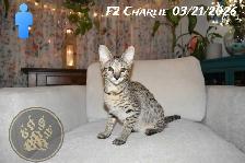 F2 Savannah kittens - Photo 5