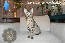 F2 Savannah kittens - Photo 8