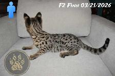 F2 Savannah kittens - Photo 9