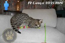 F2 Savannah kittens - Photo 10