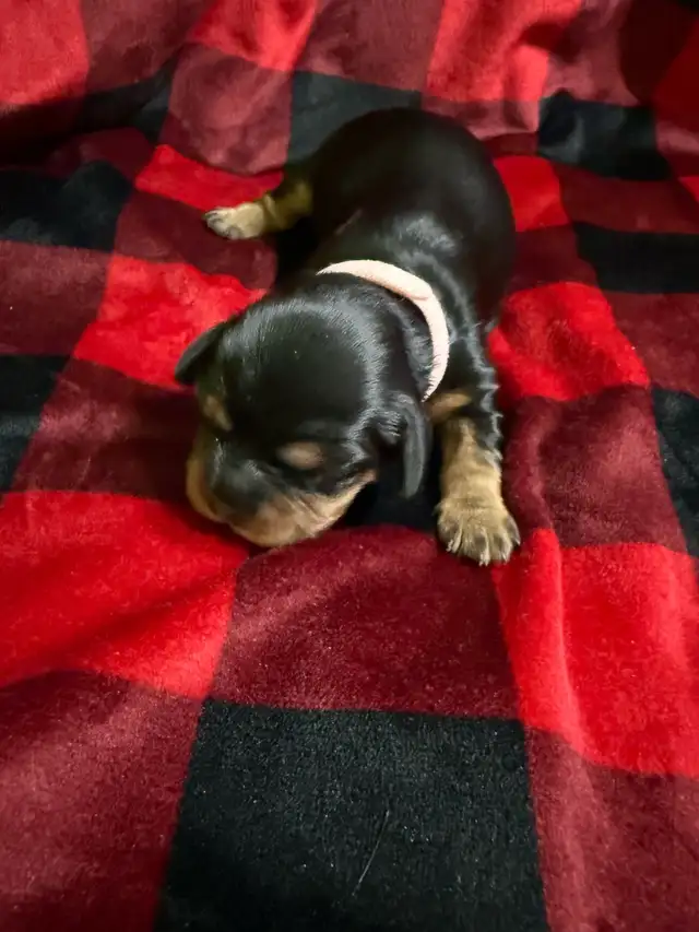 Cavalier King Charles
