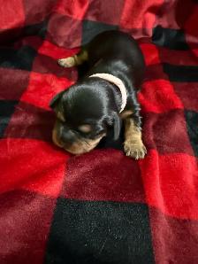 Cavalier King Charles