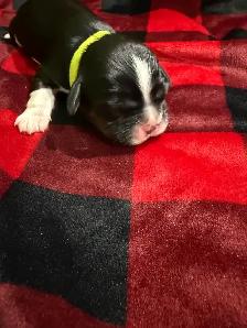 Cavalier King Charles - Photo 3