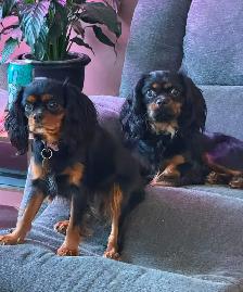Cavalier King Charles - Photo 5