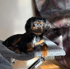 Cavalier King Charles - Photo 6