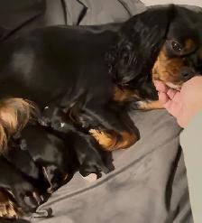 Cavalier King Charles - Photo 7