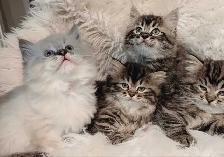 Ragdoll X Doll face Persian Kittens