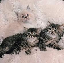 Ragdoll X Doll face Persian Kittens - Photo 2