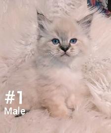 Ragdoll X Doll face Persian Kittens - Photo 3