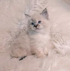 Ragdoll X Doll face Persian Kittens - Photo 4