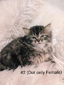 Ragdoll X Doll face Persian Kittens - Photo 5