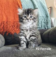 Ragdoll X Doll face Persian Kittens - Photo 6
