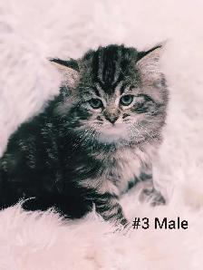 Ragdoll X Doll face Persian Kittens - Photo 7