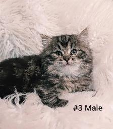 Ragdoll X Doll face Persian Kittens - Photo 8
