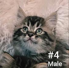 Ragdoll X Doll face Persian Kittens - Photo 9