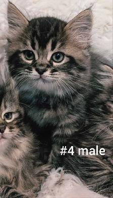 Ragdoll X Doll face Persian Kittens - Photo 10