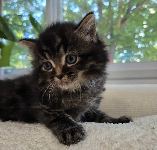 chaton sibérien hypoallergene