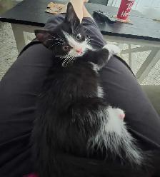 sweet kitten - Photo 2