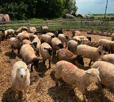 Lambs for Sale