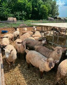 Lambs for Sale - Photo 2