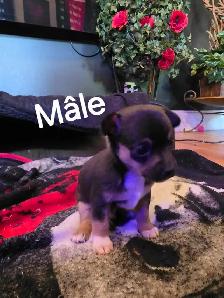 chihuahua