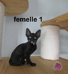 ❤️rex cornish ❤️vermifugé, micropucé ❤️ prix spécial pour  deux - Photo 7