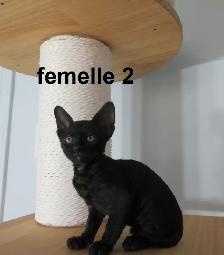 ❤️rex cornish ❤️vermifugé, micropucé ❤️ prix spécial pour  deux - Photo 8