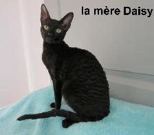 ❤️rex cornish ❤️vermifugé, micropucé ❤️ prix spécial pour  deux - Photo 9