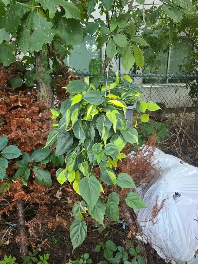 vente de fou plantes tropicales et aquatiques laval