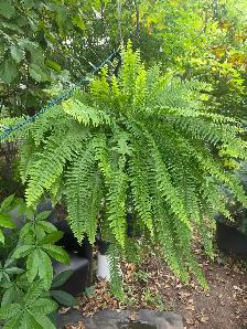 vente de fou plantes tropicales et aquatiques laval - Photo 2