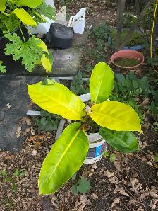 vente de fou plantes tropicales et aquatiques laval - Photo 3