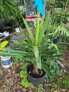 vente de fou plantes tropicales et aquatiques laval - Photo 4