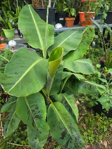 vente de fou plantes tropicales et aquatiques laval - Photo 5