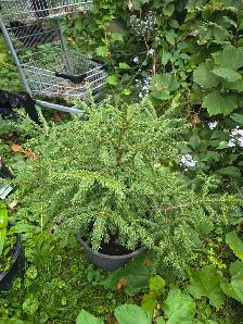 vente de fou plantes tropicales et aquatiques laval - Photo 6