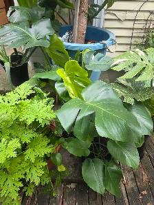 vente de fou plantes tropicales et aquatiques laval - Photo 7