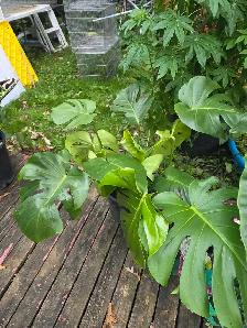 vente de fou plantes tropicales et aquatiques laval - Photo 8
