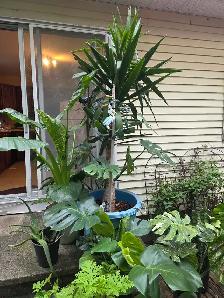 vente de fou plantes tropicales et aquatiques laval - Photo 9