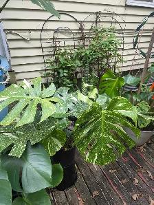 vente de fou plantes tropicales et aquatiques laval - Photo 10