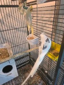 chutes des prix oiseaux et cages - Photo 2