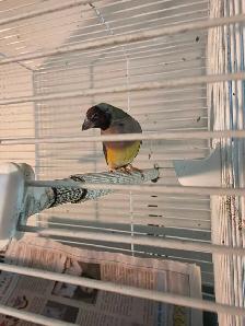 chutes des prix oiseaux et cages - Photo 4